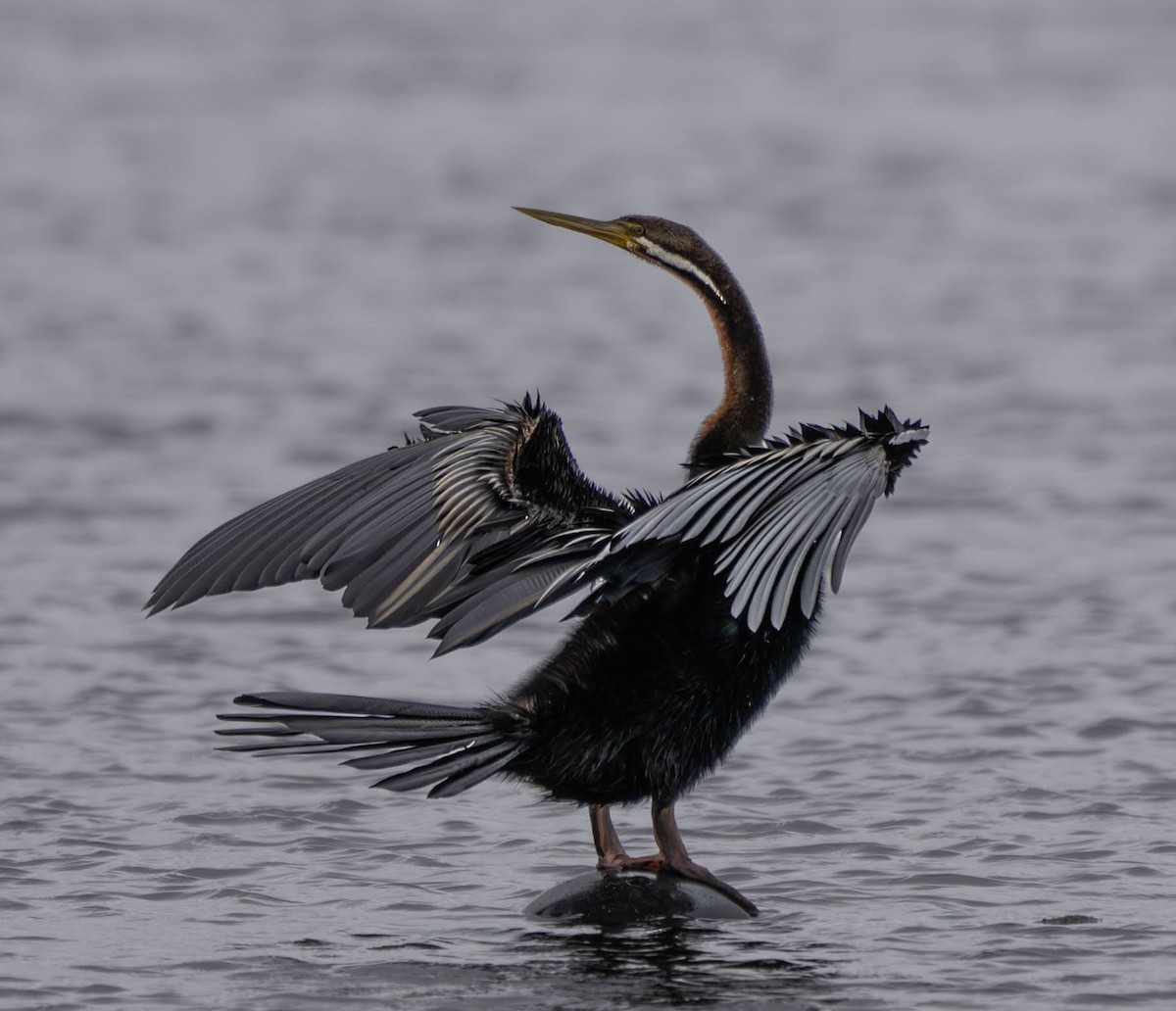 anhinga australská - ML641421805