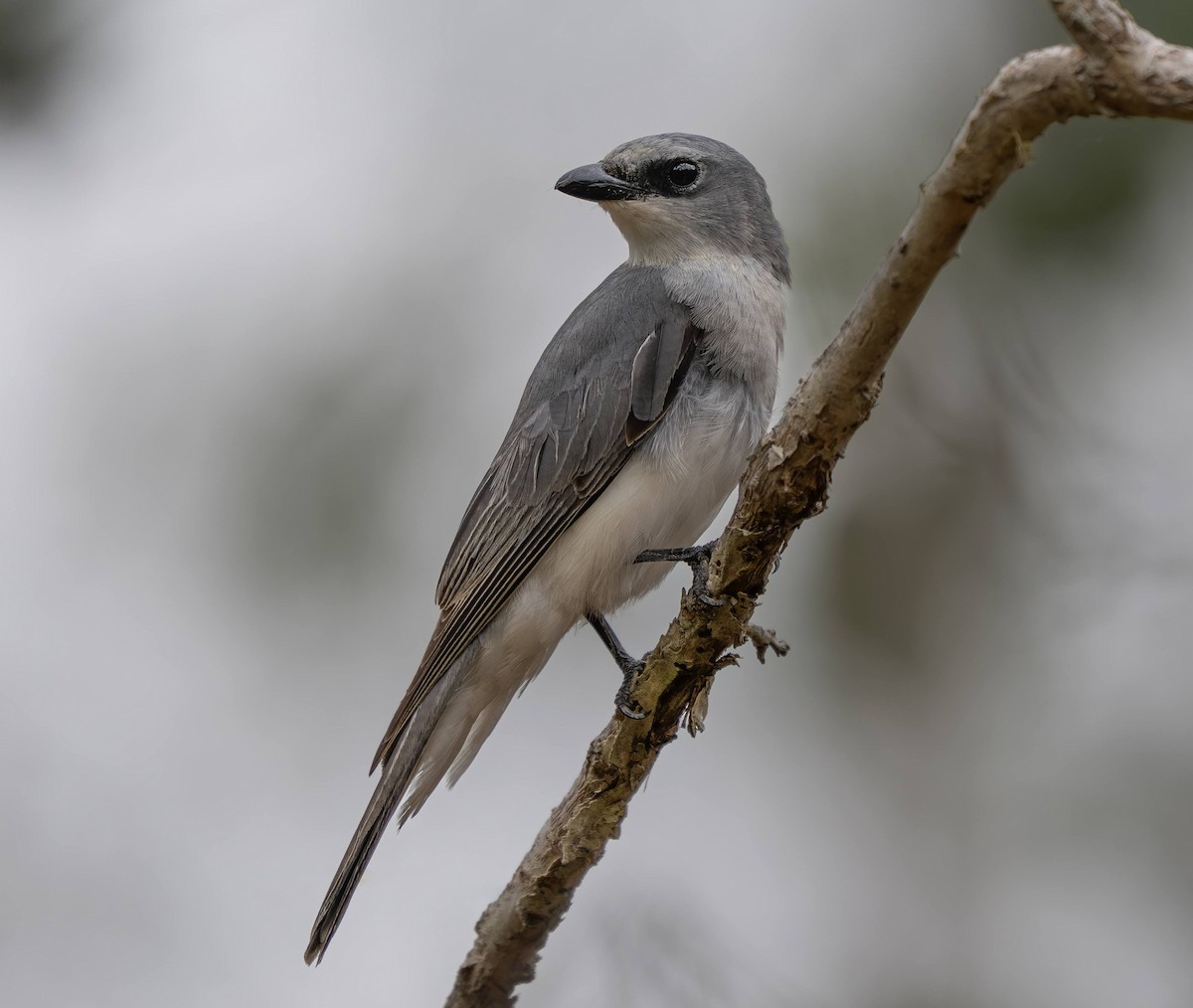 White-bellied Cuckooshrike - ML641421812