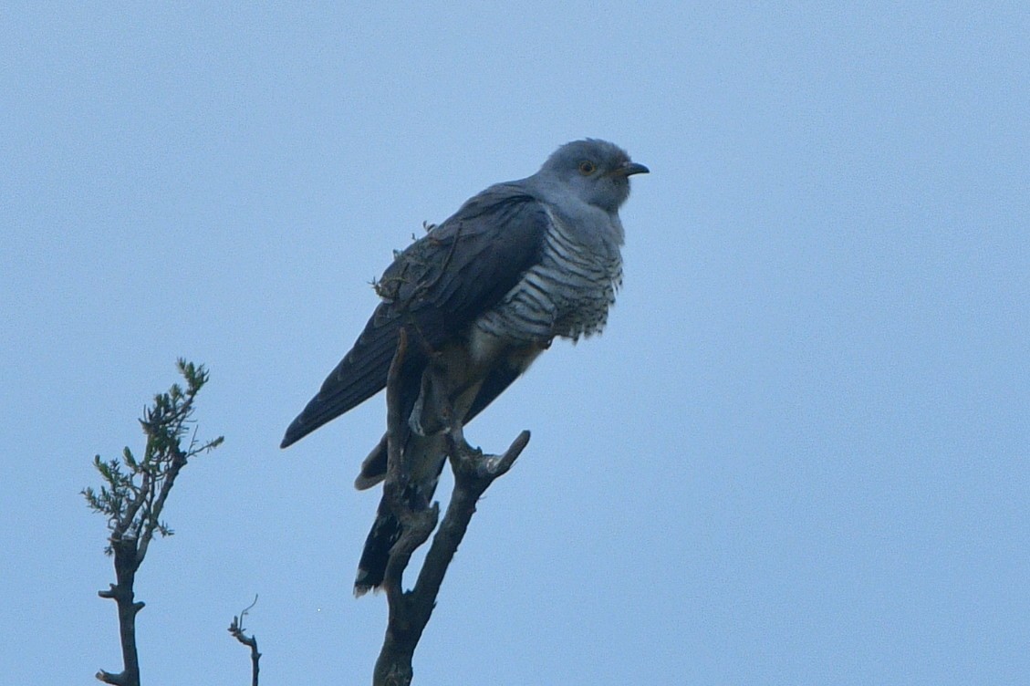 kukačka obecná - ML641421814