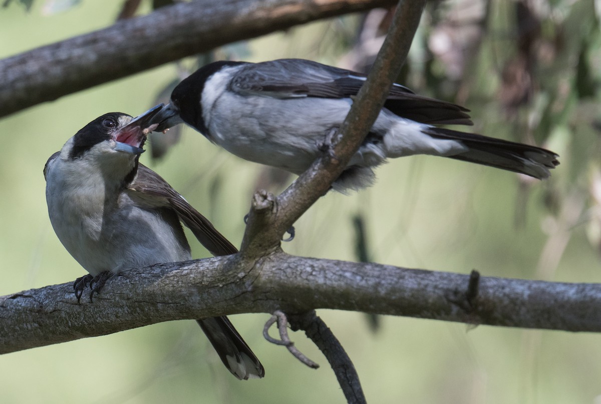 Gray Butcherbird - ML641421816
