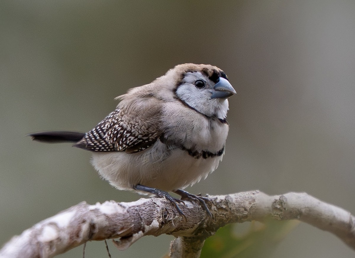Double-barred Finch - ML641421817
