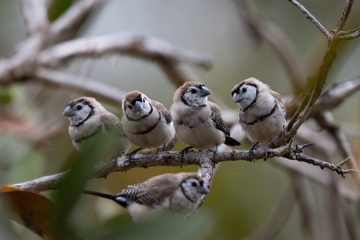 Double-barred Finch - ML641421818