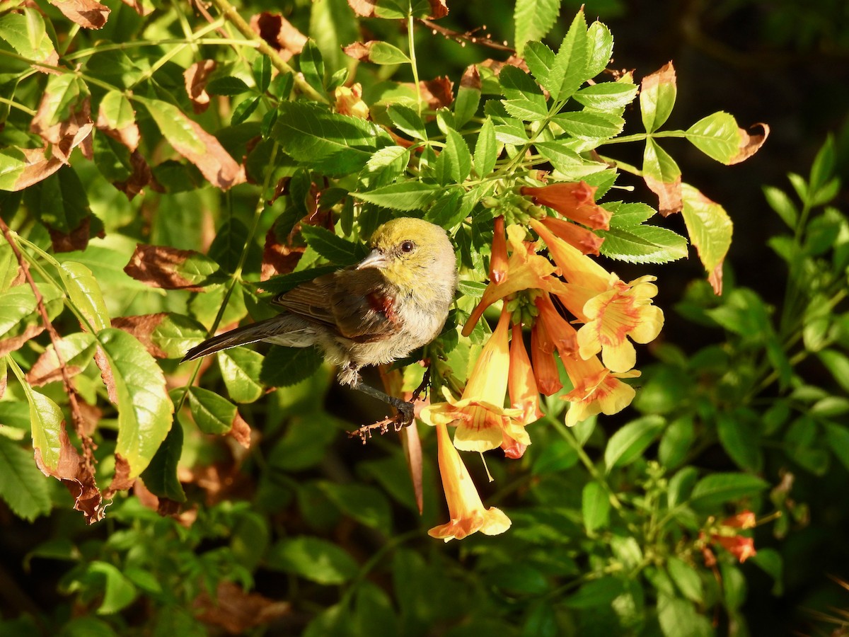 Verdin - ML641421821