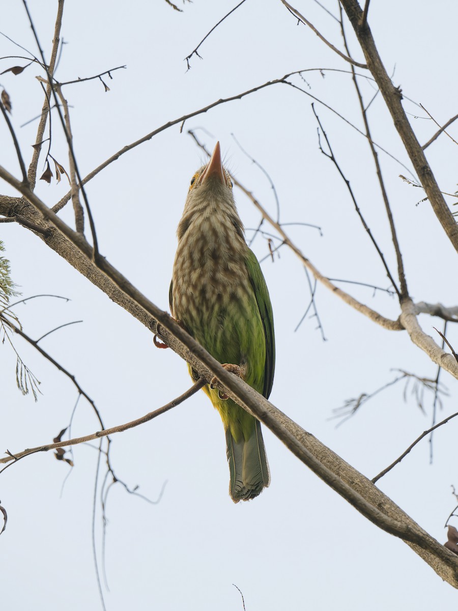 Kırçıllı Barbet - ML641421838