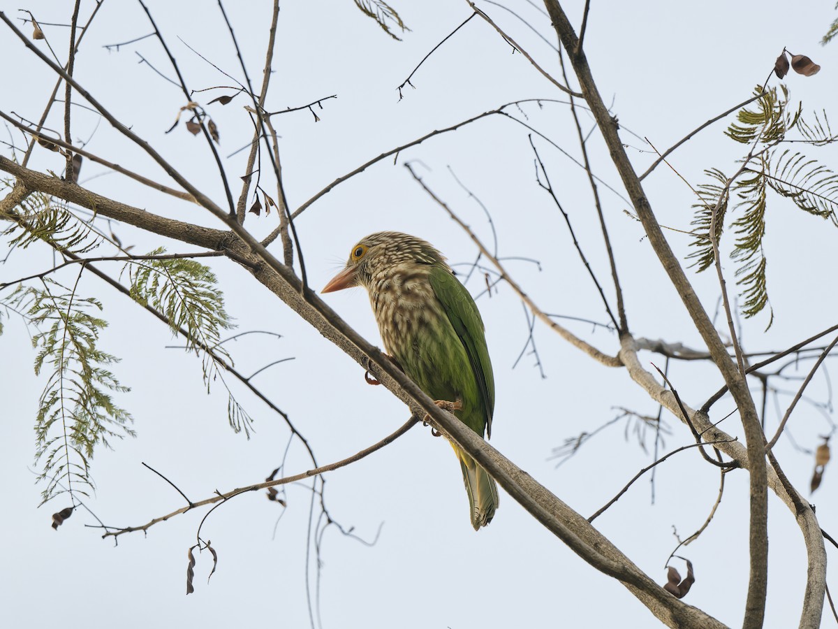 Kırçıllı Barbet - ML641421840