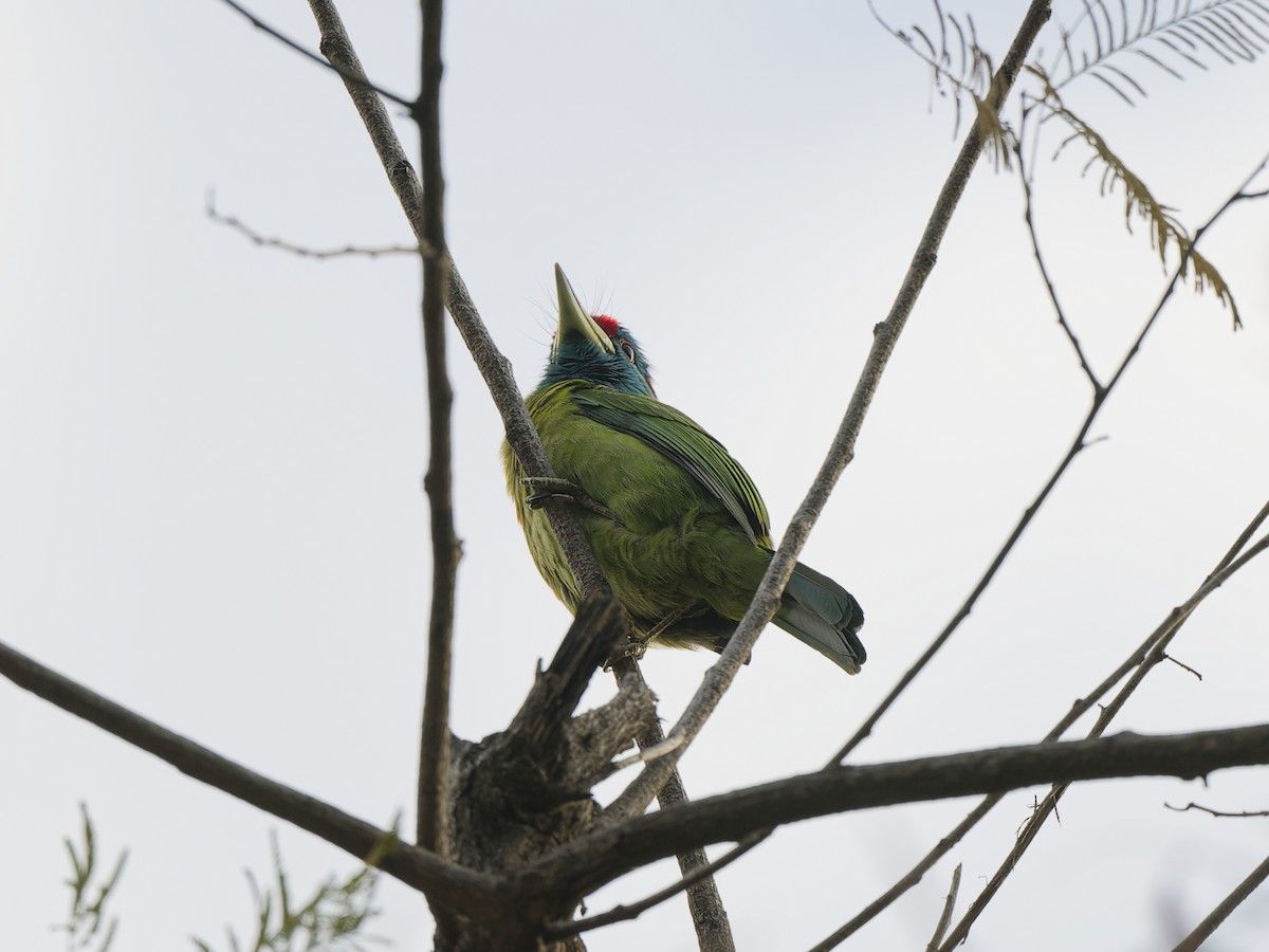 Mavi Boğazlı Barbet - ML641421844