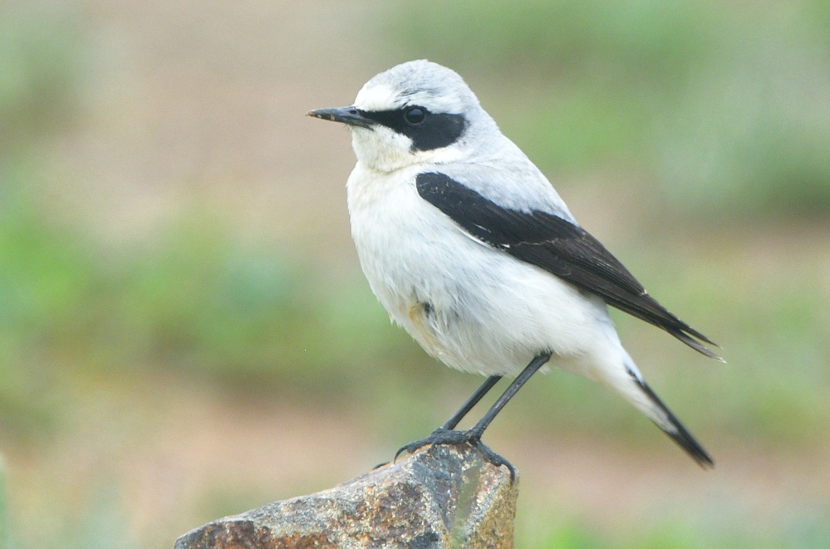 Northern Wheatear - ML641421849