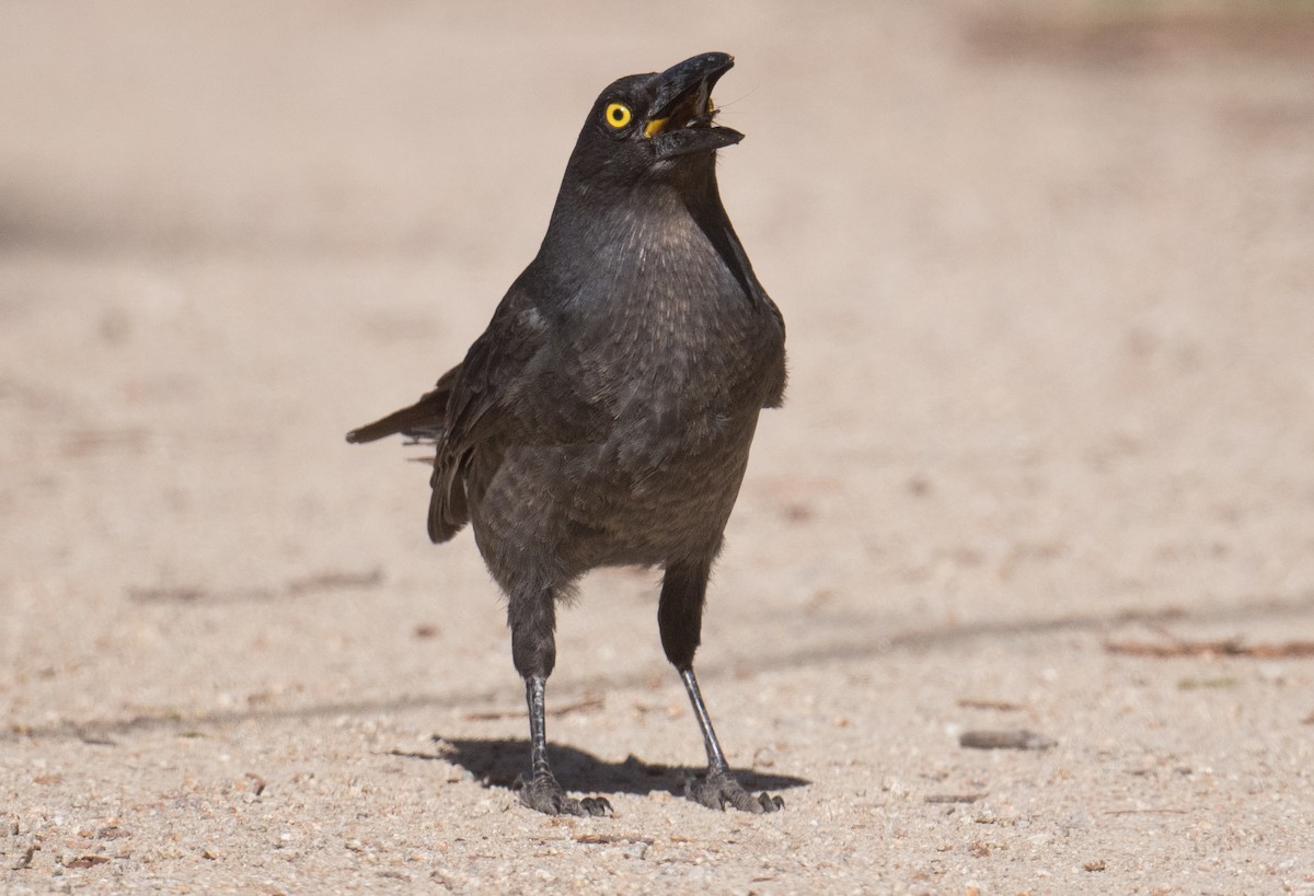 Pied Currawong - ML641421850