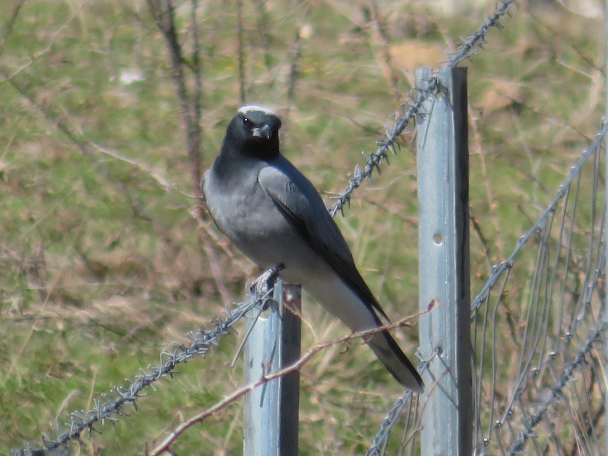 Black-faced Cuckooshrike - ML641421854