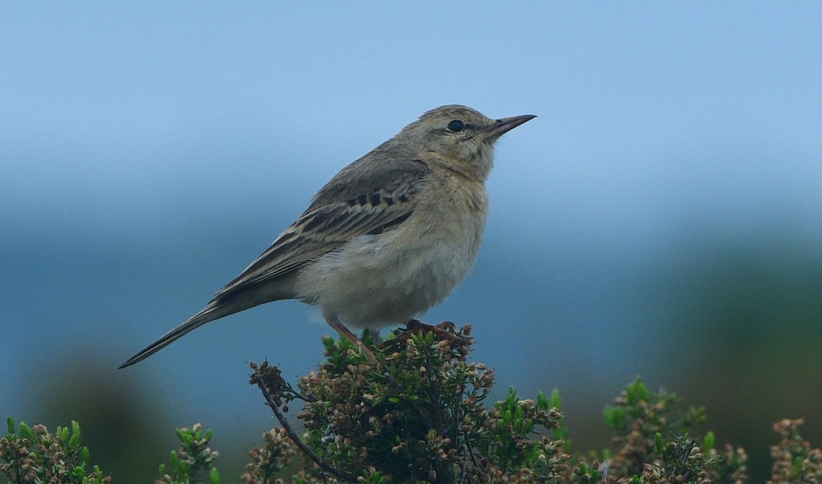 Tawny Pipit - ML641421855