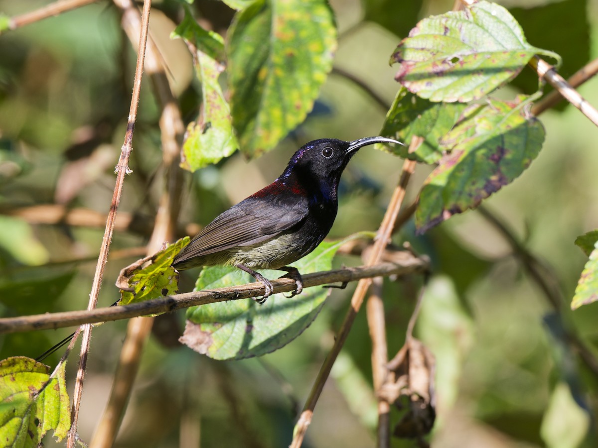 Black-throated Sunbird - ML641421856