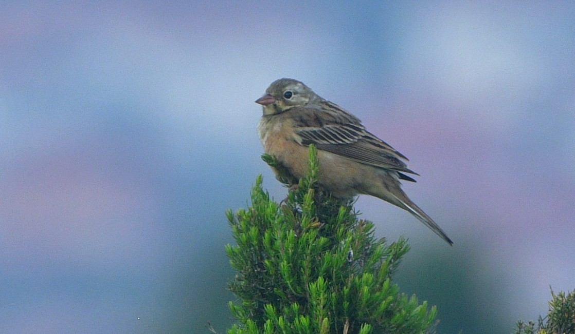 Ortolan Bunting - ML641421859