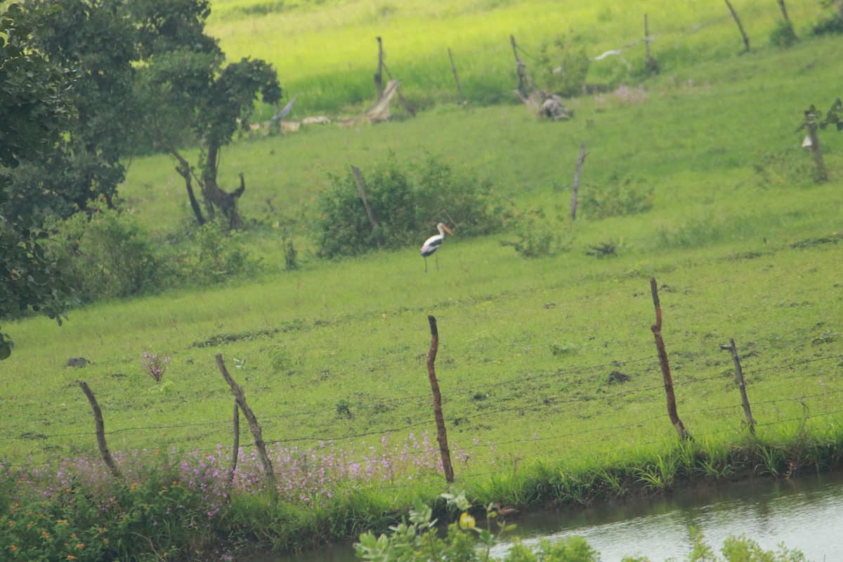 Painted Stork - ML641421860