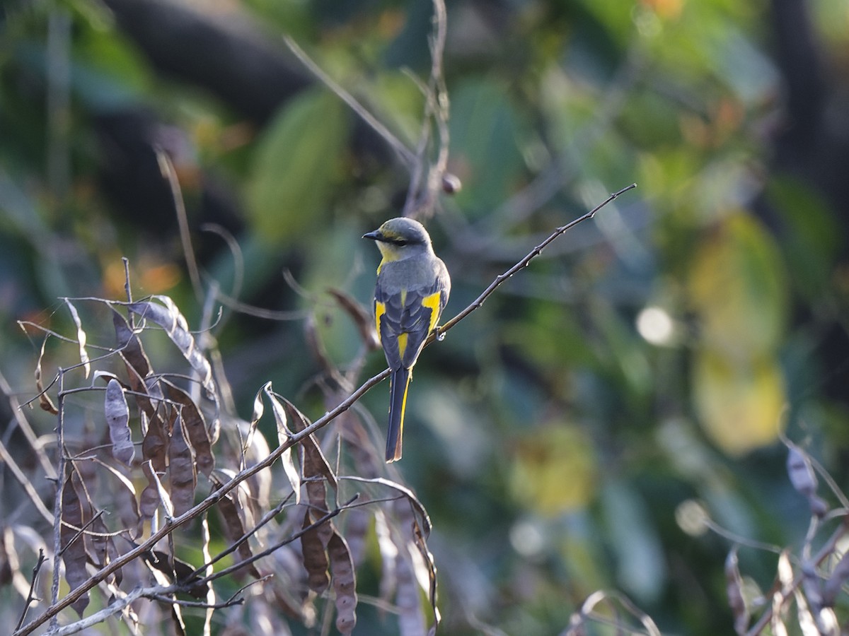 Long-tailed Minivet - ML641421862