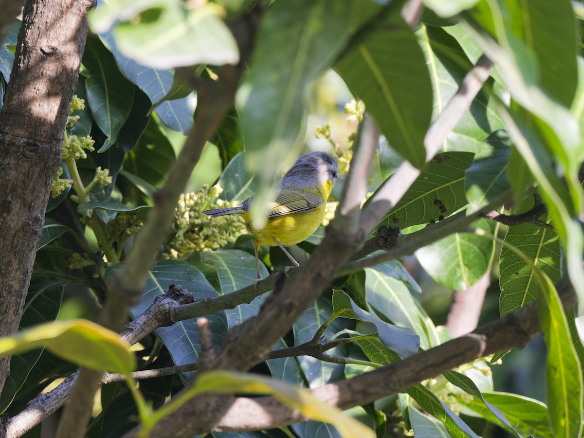 Gray-hooded Warbler - ML641421863