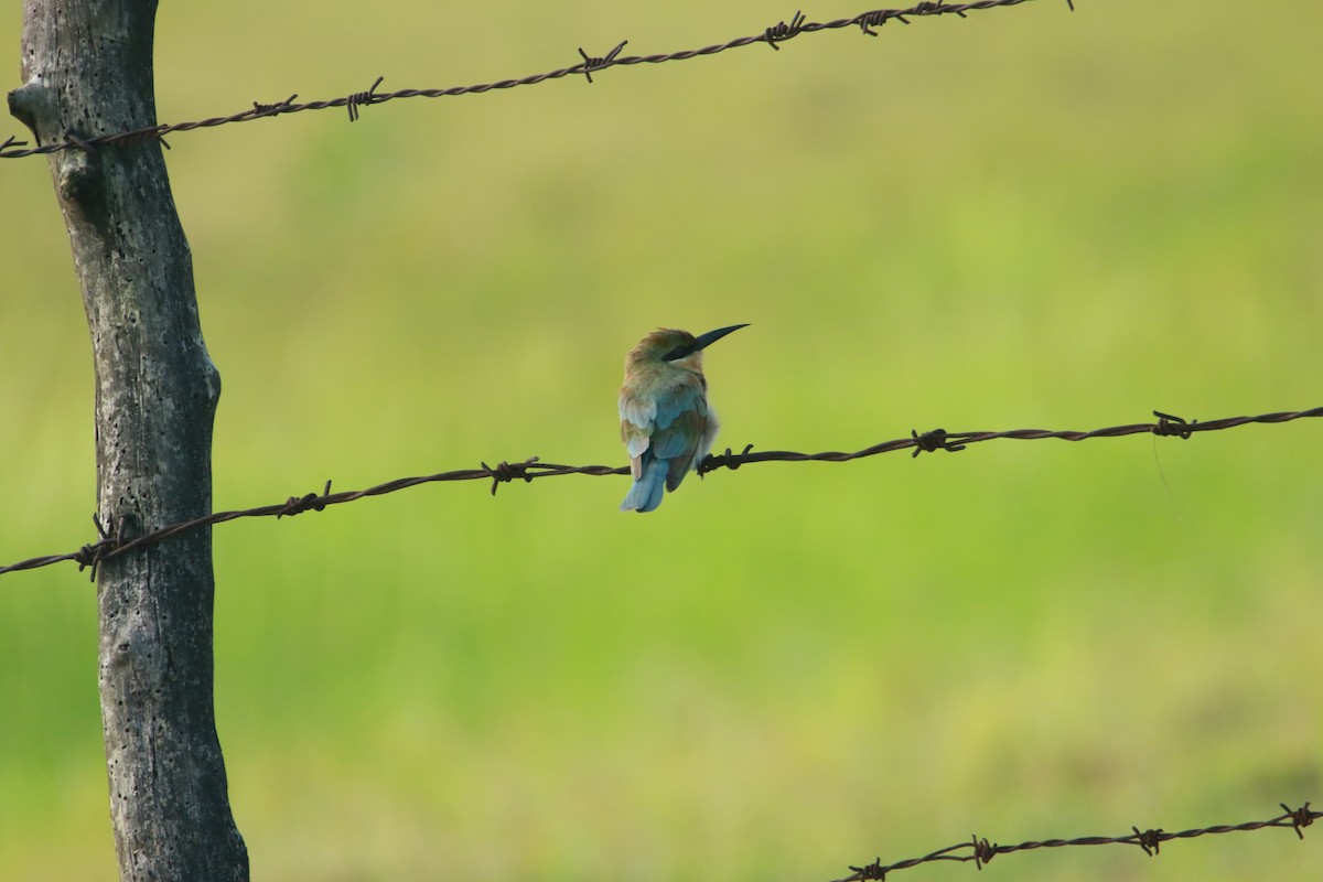 Blue-tailed Bee-eater - ML641421865