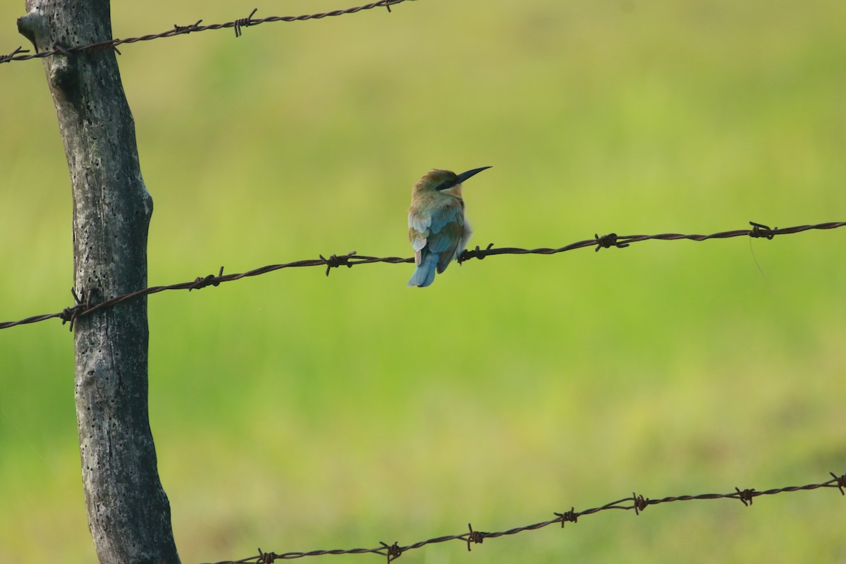 Blue-tailed Bee-eater - ML641421866