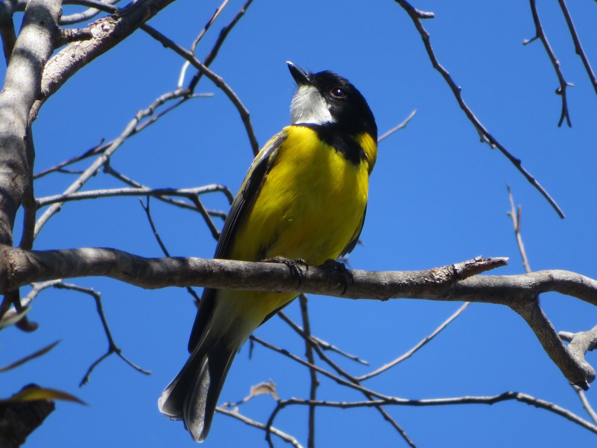 Golden Whistler - ML641421867