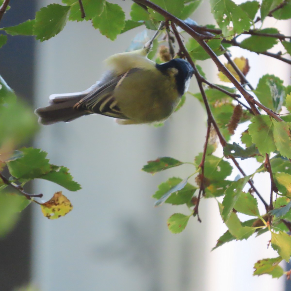 Great Tit - ML641421868