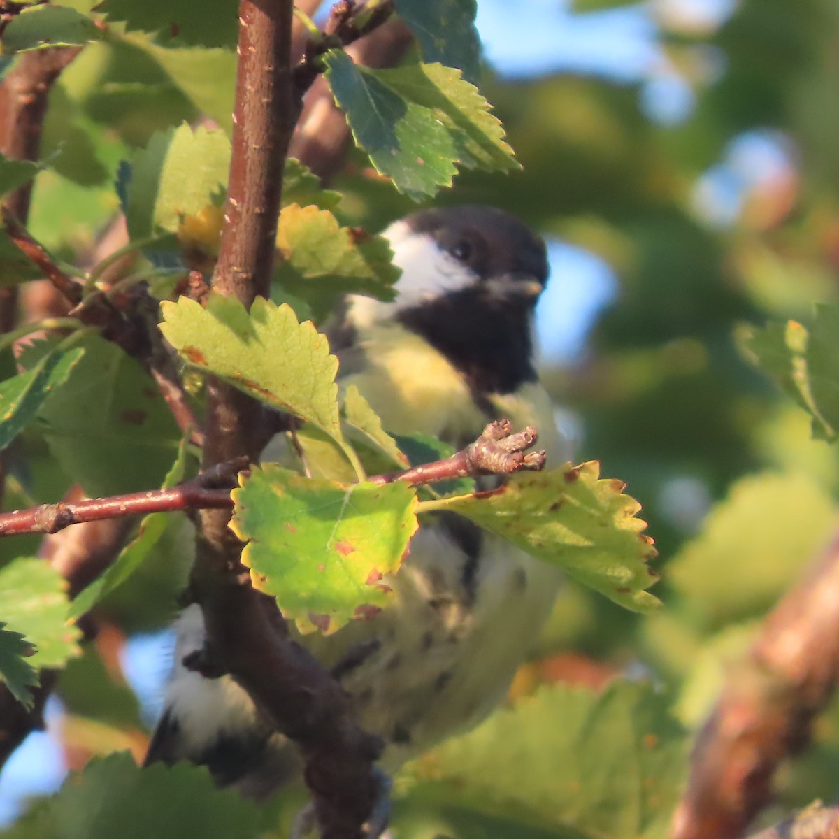 Great Tit - ML641421869