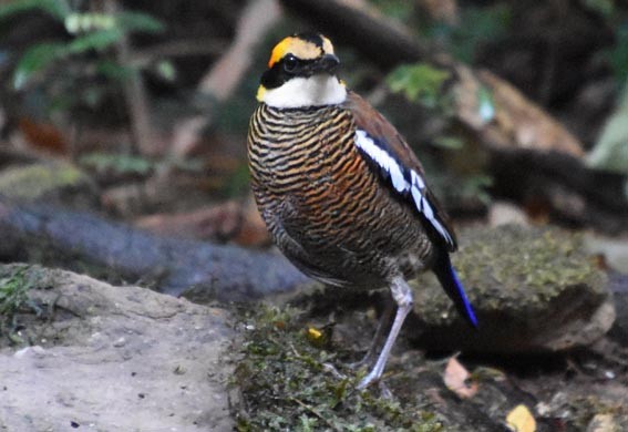 Malayan Banded-Pitta - ML641421870