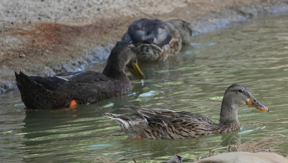 Mallard/Mexican Duck - ML641421871