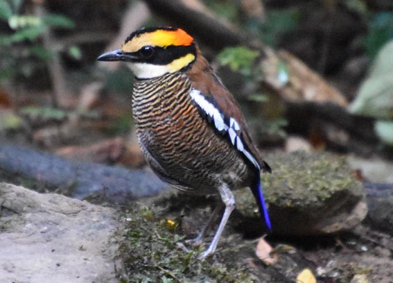 Malayan Banded-Pitta - ML641421873
