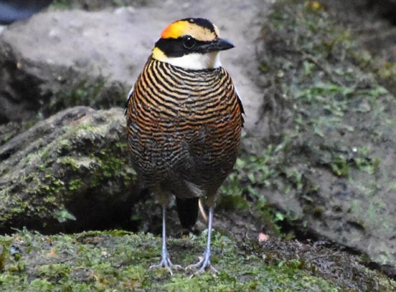 Malayan Banded-Pitta - ML641421874