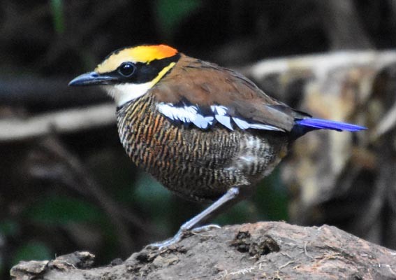 Malayan Banded-Pitta - ML641421875