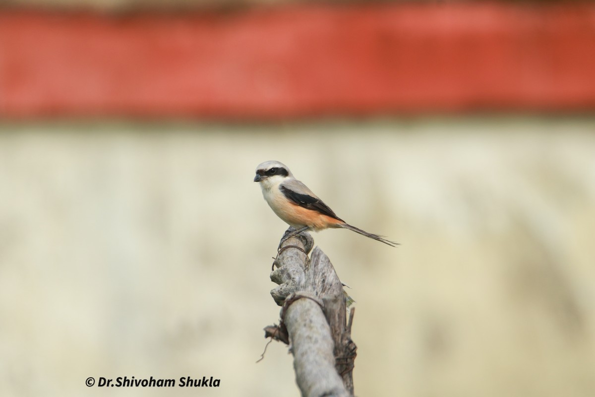 Long-tailed Shrike - ML641421876