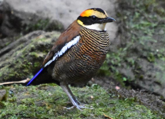 Malayan Banded-Pitta - ML641421877