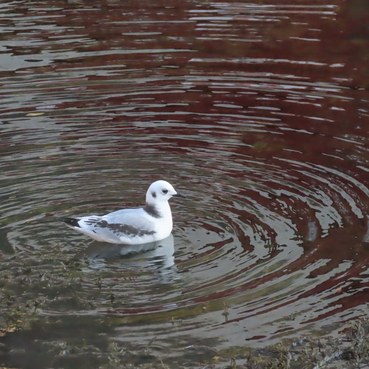 Black-legged Kittiwake - ML641421878