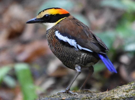 Malayan Banded-Pitta - ML641421879