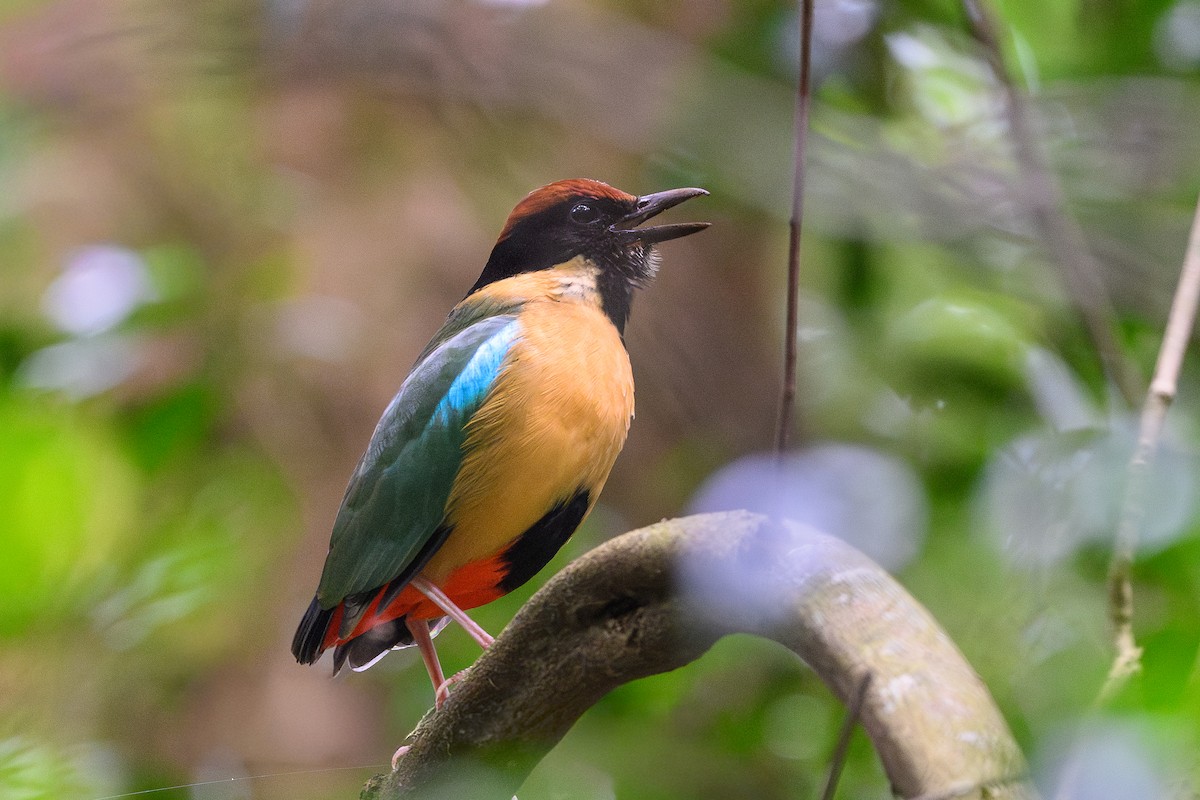 Noisy Pitta - ML641421880