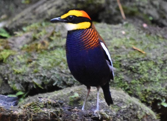 Malayan Banded-Pitta - ML641421881
