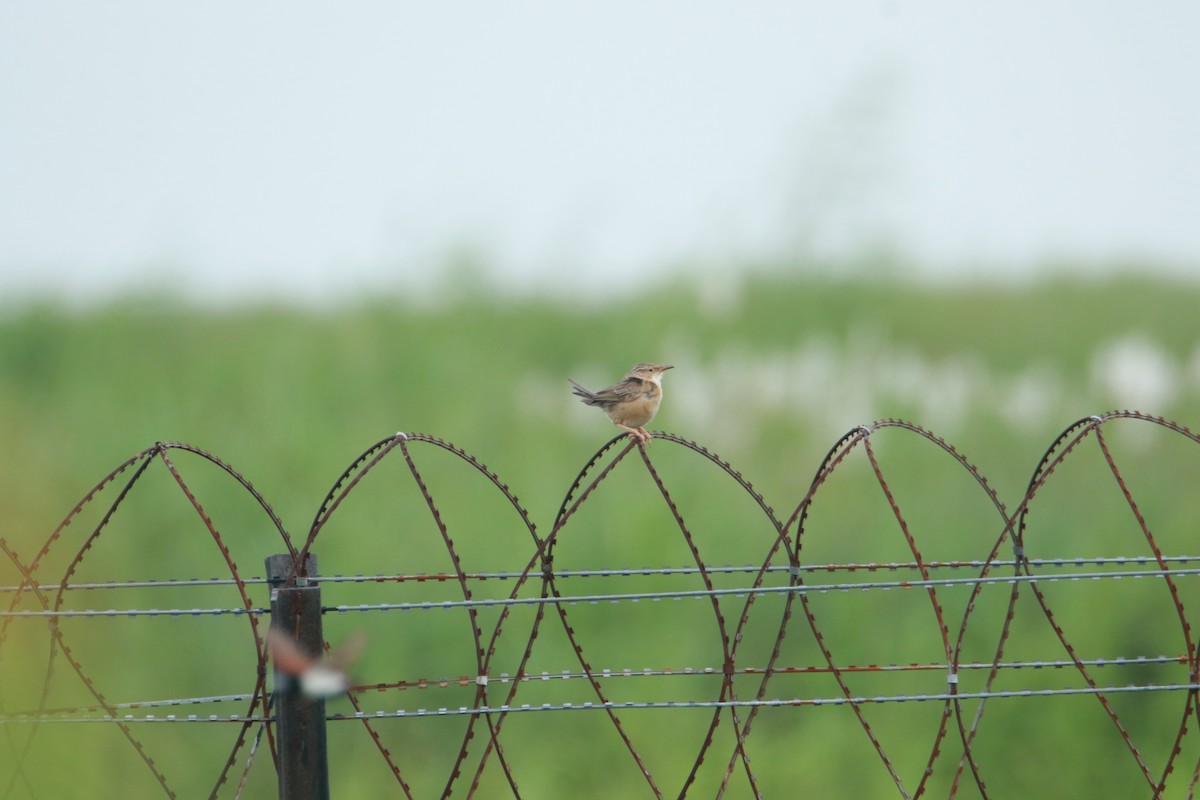 Common Babbler - ML641421886