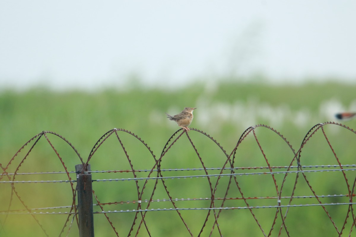 Common Babbler - ML641421887