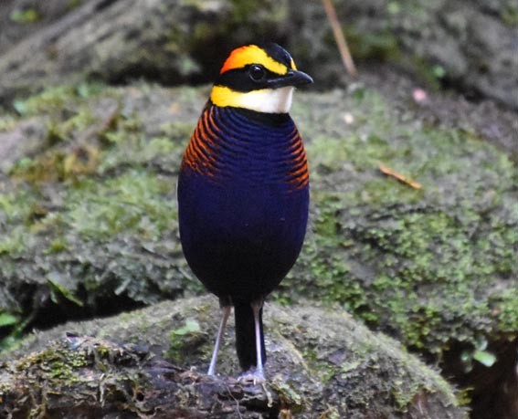 Malayan Banded-Pitta - ML641421888