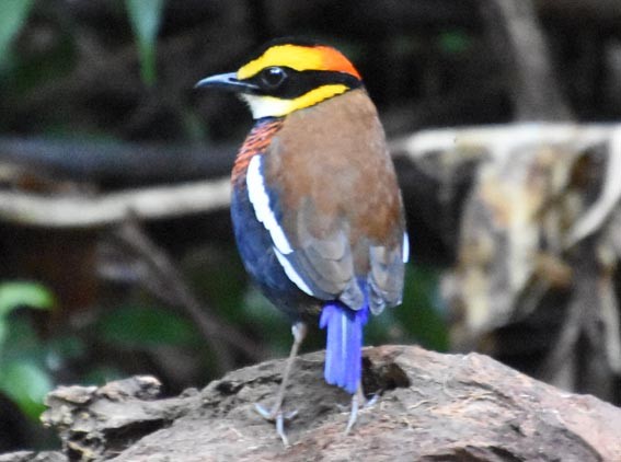 Malayan Banded-Pitta - ML641421889