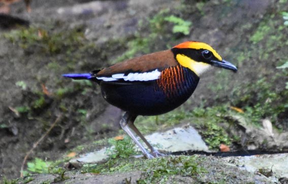 Malayan Banded-Pitta - ML641421892