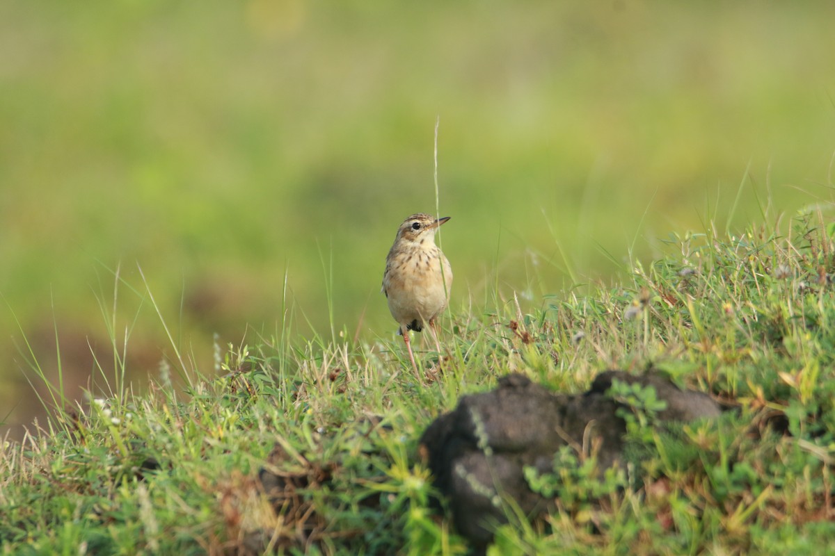 Paddyfield Pipit - ML641421893