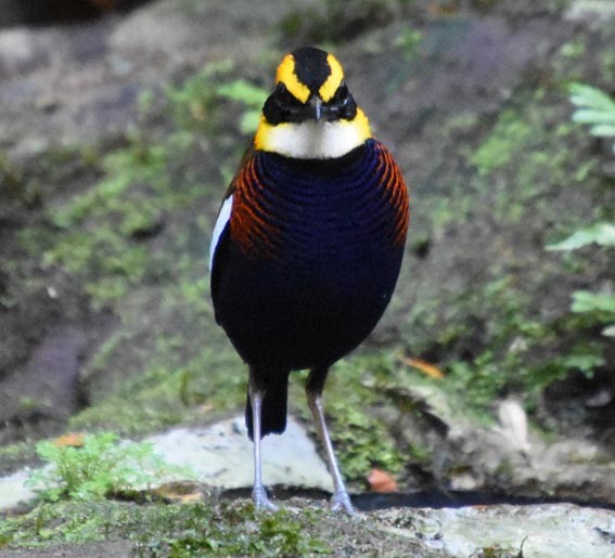 Malayan Banded-Pitta - ML641421894