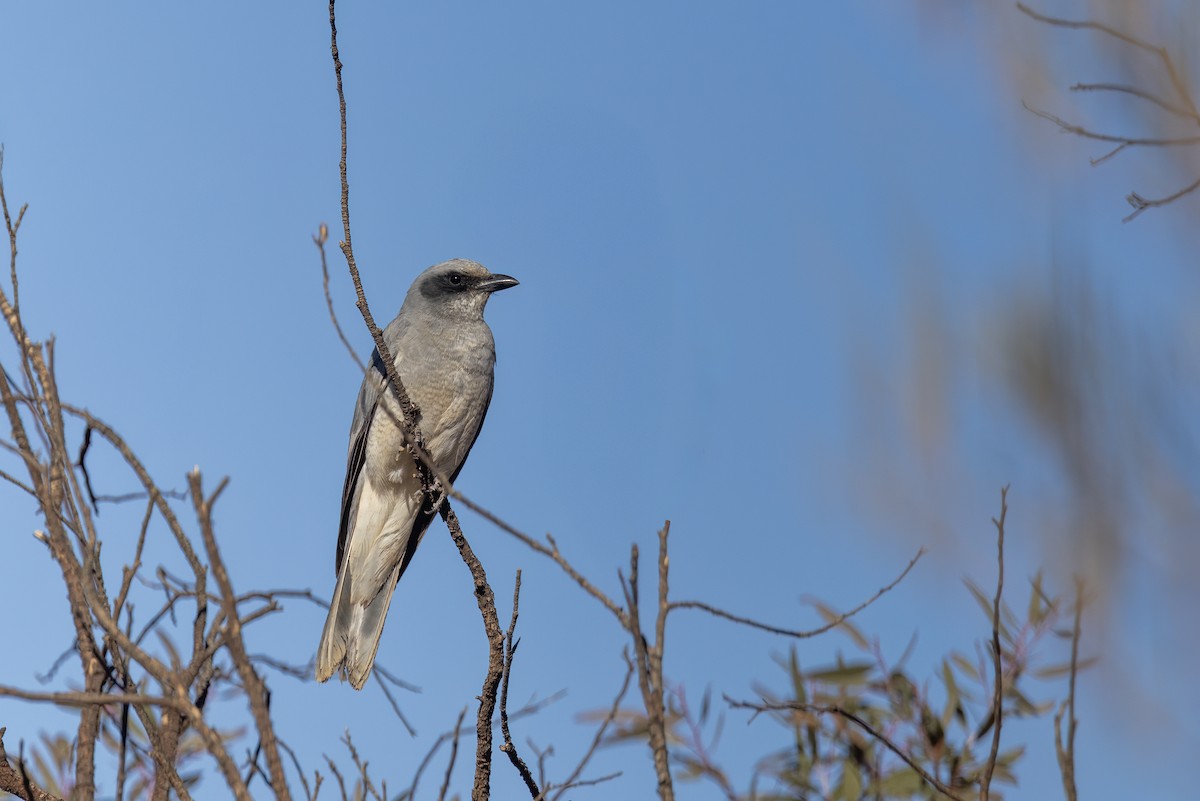 Black-faced Cuckooshrike - ML641421895