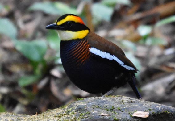 Malayan Banded-Pitta - ML641421897