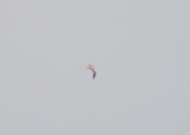 Barau's Petrel - ML641421898