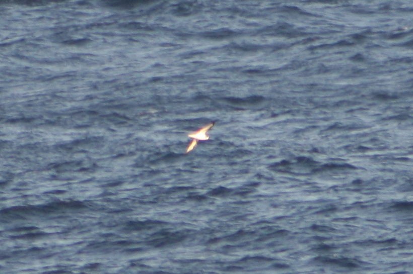 Barau's Petrel - ML641421899