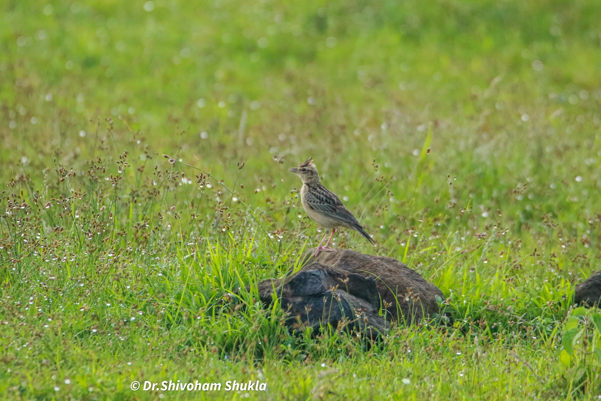 Tawny Lark - ML641421900