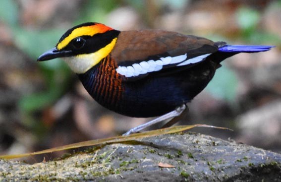 Malayan Banded-Pitta - ML641421902