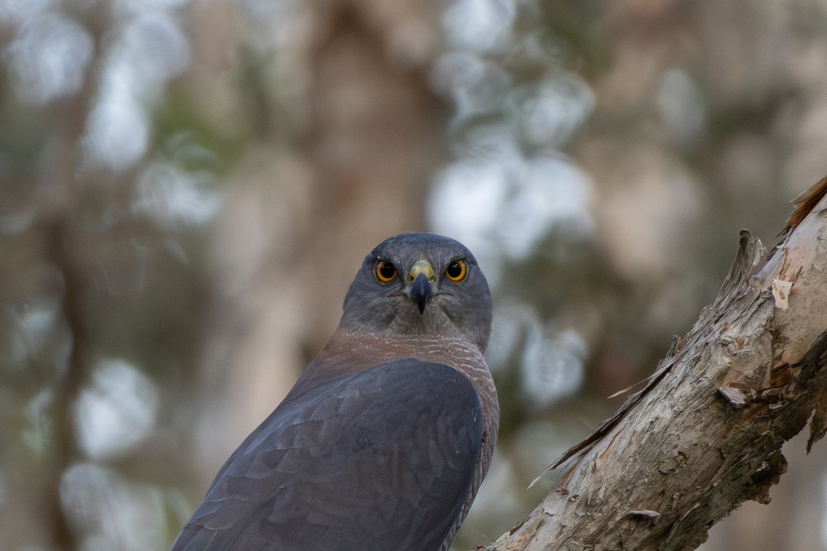 Brown Goshawk - ML641421903
