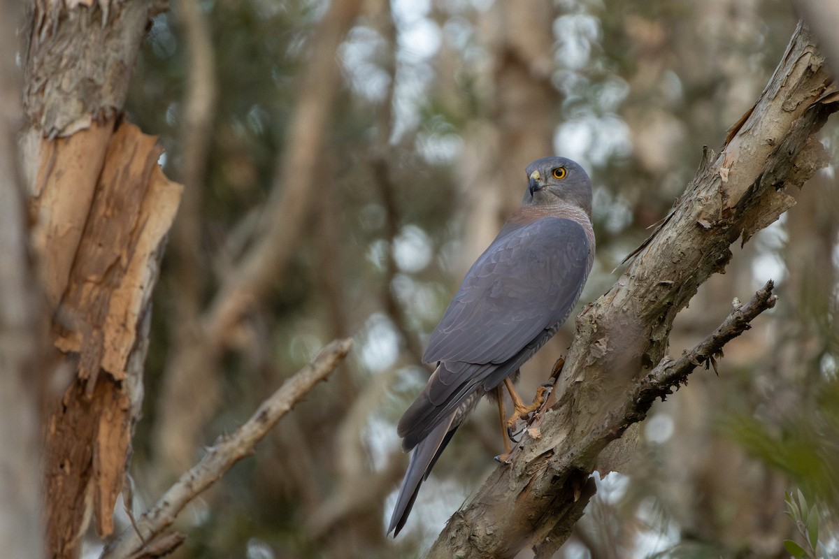 Brown Goshawk - ML641421904